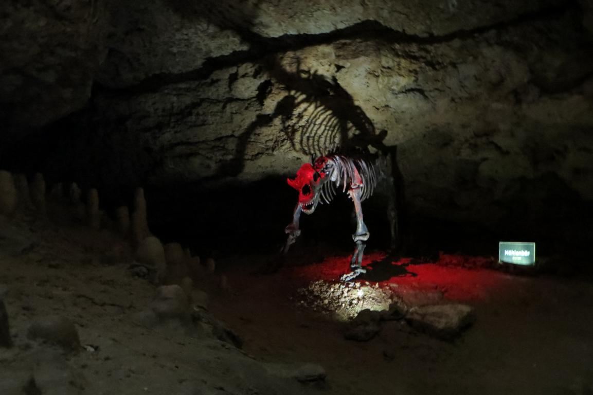 Skelett eines Höhlenbärs