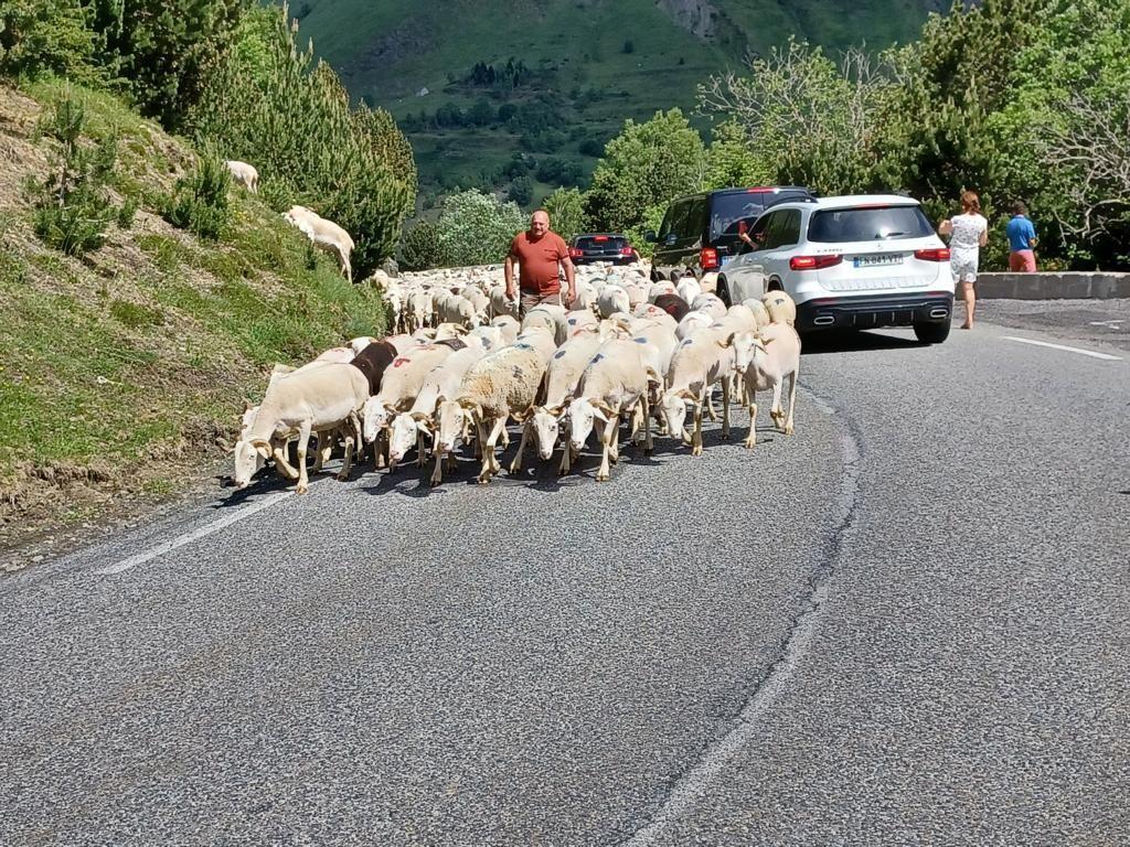 Eine Schafsherde wird über die Straße geführt