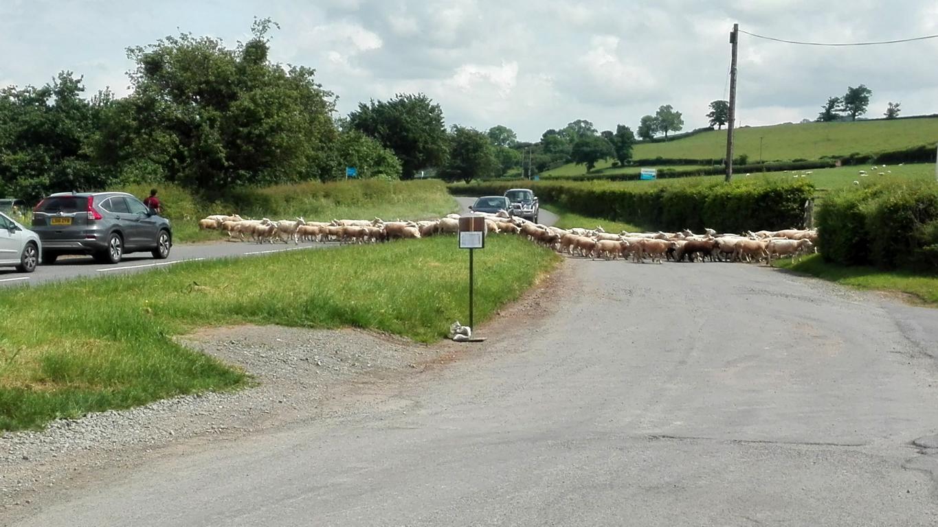 Schafswanderung